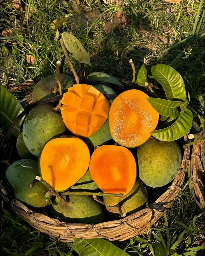 Gobindabhog Mango - Formalin Free alternate view