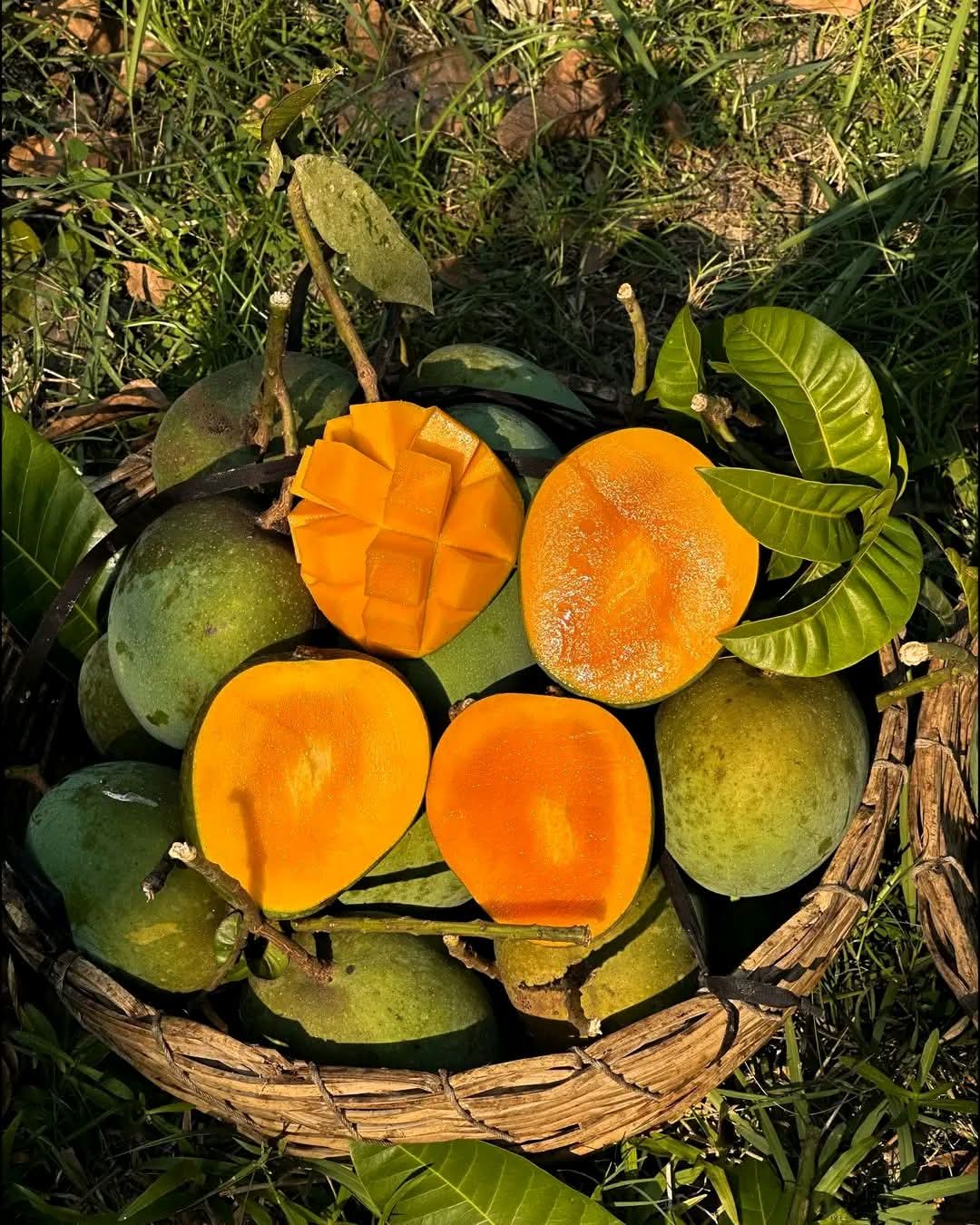 Satkhira Mango Season Guide